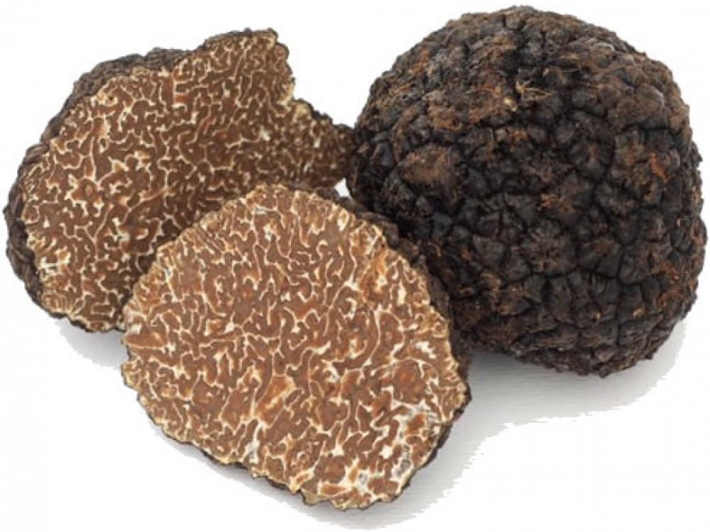 Truffe noire d’automne